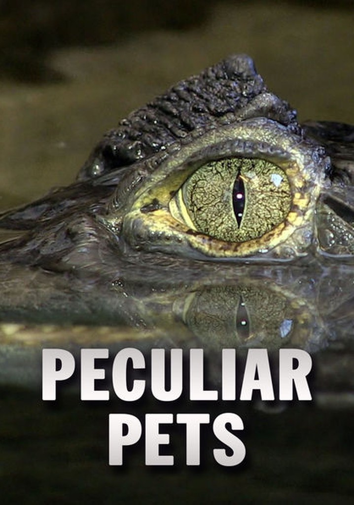Peculiar Pets streaming: where to watch online?